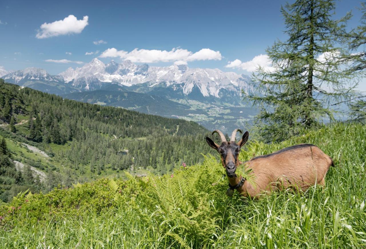 Johann 4* Schladming